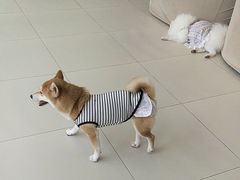 -怪兽屋·羊驼·猫咖·狗咖(俊华广场店)