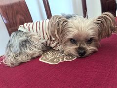 -宠福鑫康馨动物医院·骨科·眼科