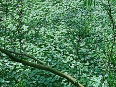-西湖风景区-江洋畈生态公园