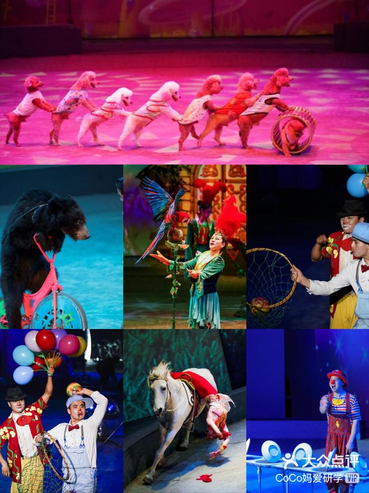 欢乐马戏上海马戏城中剧场亲子马戏