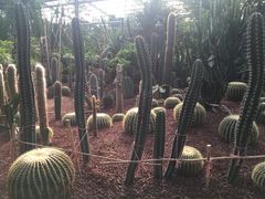 -呀路古热带植物园