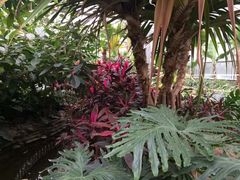 -呀路古热带植物园