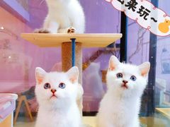 -十年猫舍·猫咪专门店(普陀店)