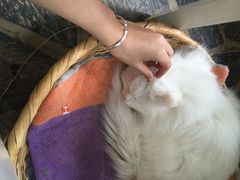 Anne猫窝咖啡屋-Anne猫窝咖啡屋