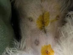 -全心全意连锁动物医院·特色中医诊疗(会城门分院)