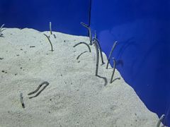 -上海海洋水族馆