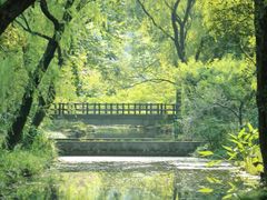 -上海共青森林公园