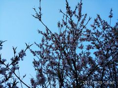 -汉长安城未央宫国家考古遗址公园