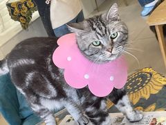 -平行世界·猫咖(首经贸店)