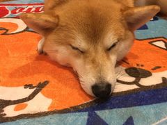 -柴务处·柴犬主题狗咖