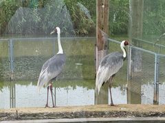 -盐城丹顶鹤湿地生态旅游区