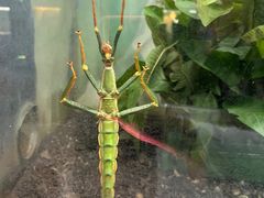 -上海昆虫博物馆