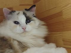 -藏猫猫咖啡主题馆(中央大道店)