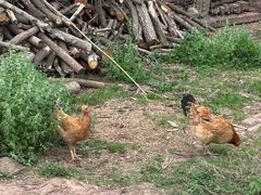 -舒家湾天主教堂