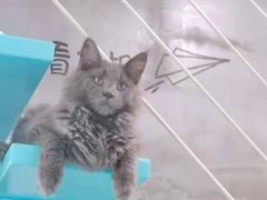 -十年猫舍·猫咪专门店(普陀店)