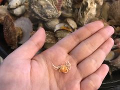 -大锅强·蒸海鲜青岛菜(吾悦广场店)