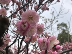 -香雪海
