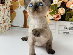 -小猫来了·猫舍(红山六九七九店)