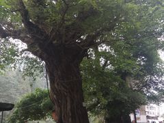 周边环境-名山蔡鸭子