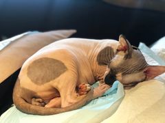 -more than meow吴止猫主题餐厅(承德 中船汇店)