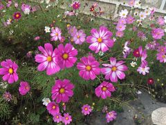 -稻城亚丁风景区-电瓶观光车售票处