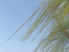 -莫愁湖公园