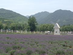 -曲江薰衣草庄园