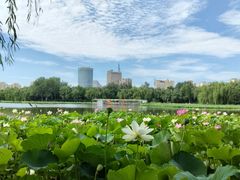 -莲花池公园