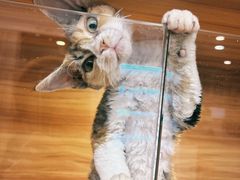-猫十亿·布偶金渐层·曼基康矮脚猫舍(青年路店)