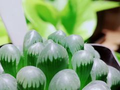 -The Green Party(嘉里中心店)