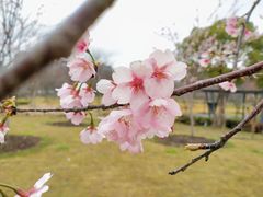 -顾村公园