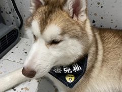 -Husky Go!哈士奇体验馆·宠物咖啡厅狗咖