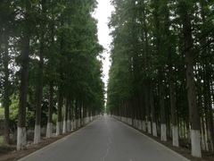 -上海长兴岛郊野公园