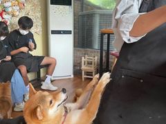 -柴犬高等学院·狗咖·柴犬售卖·宠物训练