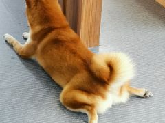 -柴源莊·柴小宠柴犬咖啡