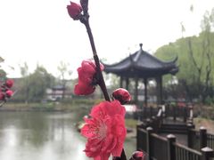 -瀛洲公园