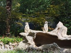 -上海野生动物园