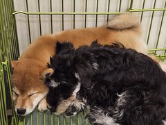 -Let's go狗咖·猫咖·奶狗·桌游(春熙路IFS店)