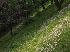 -西湖风景区-江洋畈生态公园