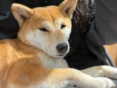 -是阿柴呀！柴犬咖啡·爱喵喵猫咖