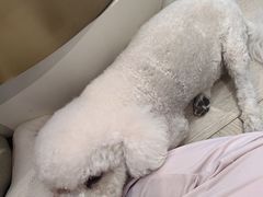 -宠物家(双井店)