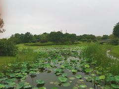 -尚贤河湿地