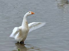 一鹅三吃-武汉世外桃源农庄