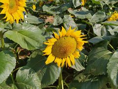 -松山湖梦幻百花洲