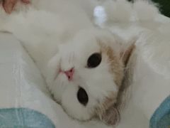 -宠颐生汉谟拉比宠物医院