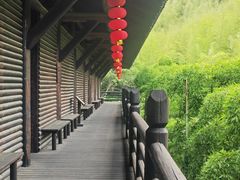 -大唐贡茶院