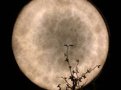 -月下料理(楷林IFC店)