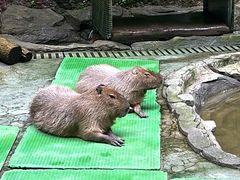 -中国大熊猫保护研究中心雅安碧峰峡基地