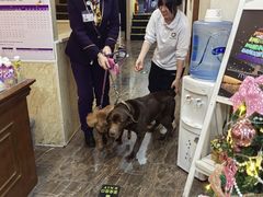 -宠爱国际动物医院·消化内科·心肾内科·ISFM猫友好(望京店)