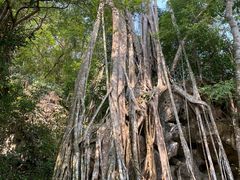 -中国科学院西双版纳热带植物园